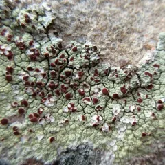 Lapland Bloodspot Lichen thumbnail 3