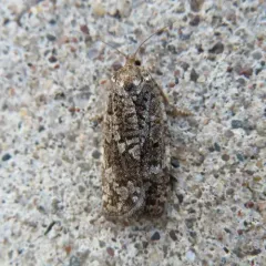 Spruce Budworm Moth thumbnail 4