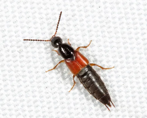 Philonthus rufulus