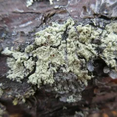 Green Starburst Lichen thumbnail 2