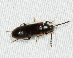 Mycetochara binotata thumbnail 2