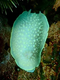 Cadlina jannanicholsae thumbnail 3
