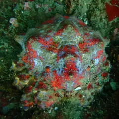 Puget Sound King Crab thumbnail 3