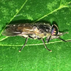 Hybomitra hinei thumbnail 4