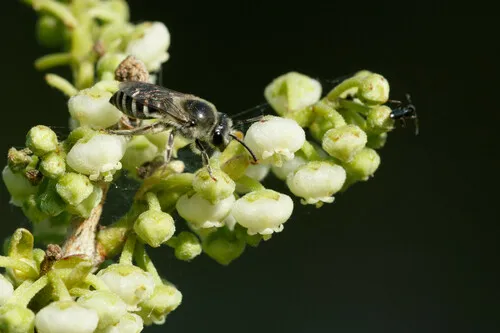 Colletes productus