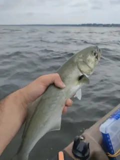 Bluefish thumbnail 4