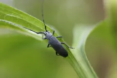 Soybean Stem Borer thumbnail 2