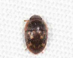 Cryptarcha strigatula thumbnail 2