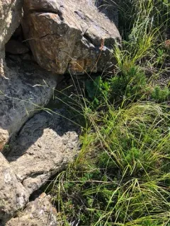 Little Mountain-ricegrass thumbnail 2