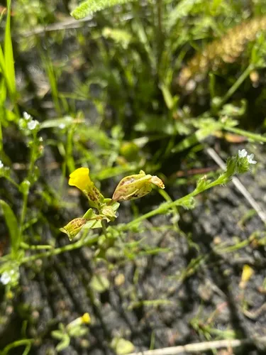 Field Monkey-flower