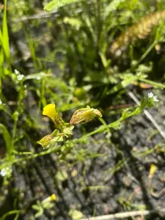 Field Monkey-flower thumbnail 1