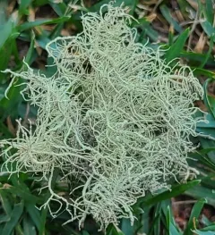 Lapland Beard Lichen thumbnail 4