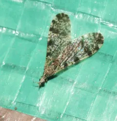 Dicranophragma fuscovarium thumbnail 4