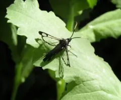 Arrowwood Clearwing Moth thumbnail 4