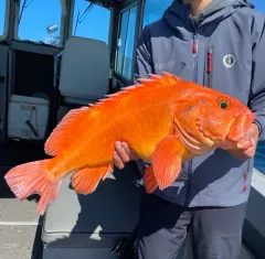 Yelloweye Rockfish thumbnail 3