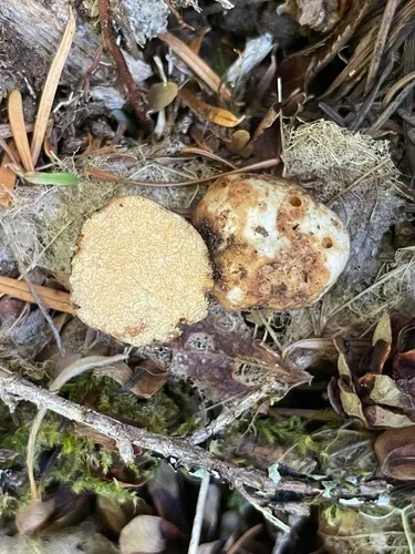 Russula gilkeyae