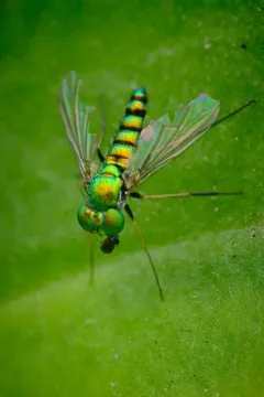 Condylostylus nigrofemoratus thumbnail 3