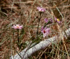 Soft Aster thumbnail 4