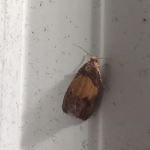 Fern Olethreutes Moth