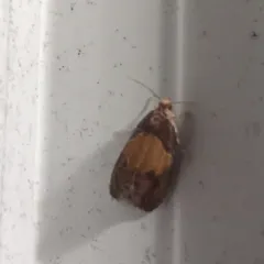 Fern Olethreutes Moth thumbnail 1