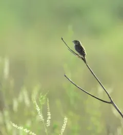 Henslow's Sparrow thumbnail 3