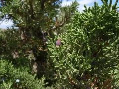 Juniper Urn Gall Midge thumbnail 3
