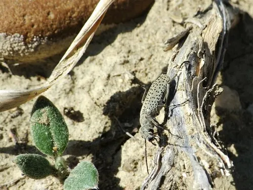 Epicauta normalis