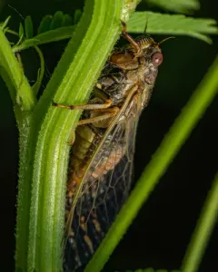 Southern Grass Cicada thumbnail 1