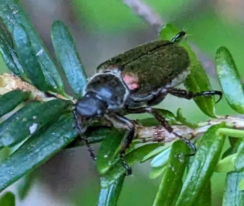 Green Rose Chafer