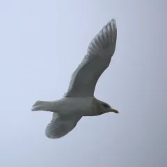Iceland Gull thumbnail 2