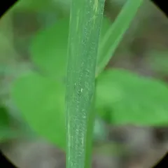 Pumpelly's Bromegrass thumbnail 4