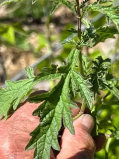 Common vervain thumbnail 2