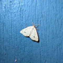 Sulphur Moth thumbnail 4