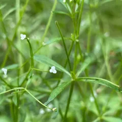 three-petal bedstraw thumbnail 1
