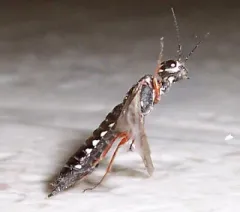 Xiphydria mellipes thumbnail 3