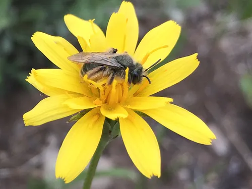 False Dandelion Miner Bee