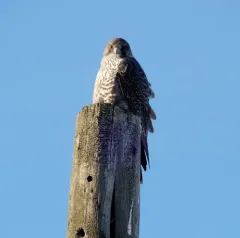 Gyrfalcon thumbnail 3