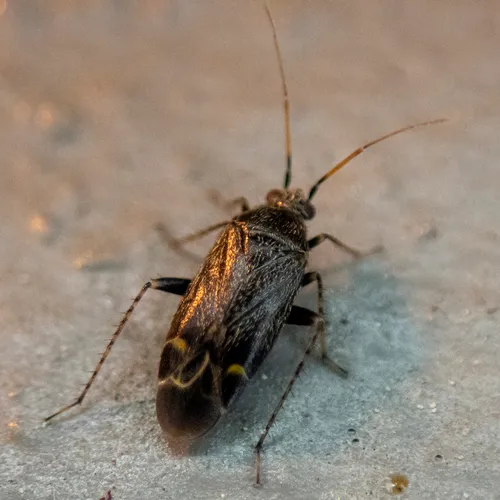 Plagiognathus politus