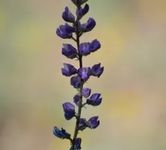 Longspur Lupine thumbnail 4
