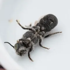 Carinate Armored-Resin bee thumbnail 3
