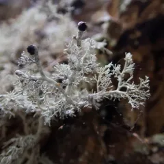 Tuckerman's Coral Lichen thumbnail 3