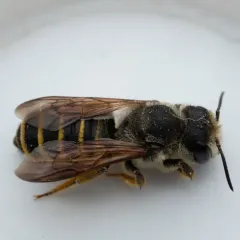 Horn-faced Leafcutter Bee thumbnail 3