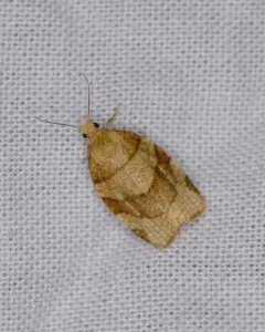 Barred Fruit-tree Tortrix thumbnail 4