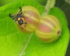 Cherry fruit fly thumbnail 4