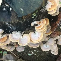Luminescent Panellus thumbnail 4