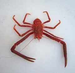 Four-Spined Squat Lobster thumbnail 2