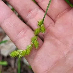 necklace sedge thumbnail 2