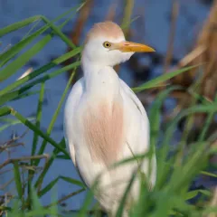 Western Cattle-Egret thumbnail 4