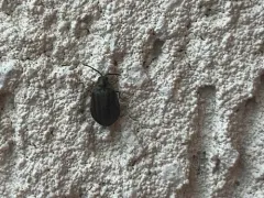 Ectopria leechi thumbnail 3