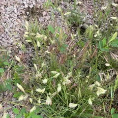buffalograss thumbnail 3